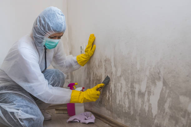 Best Toxic Mold Removal  in Bloomingdale, IL