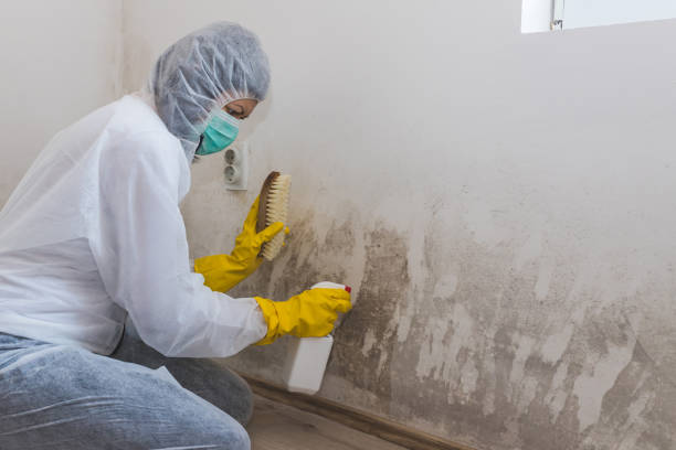 Professional Mold Removal in Bloomingdale, IL