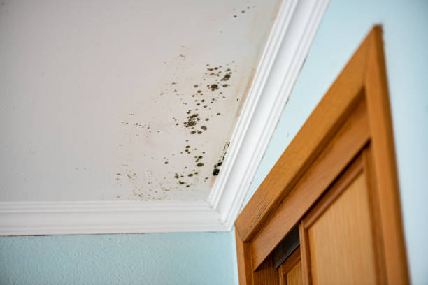 Best Mold Remediation  in Bloomingdale, IL
