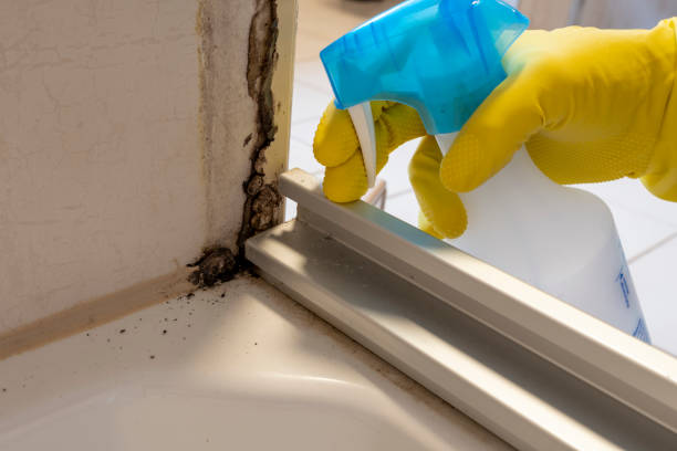 Best Fast Mold Removal  in Bloomingdale, IL