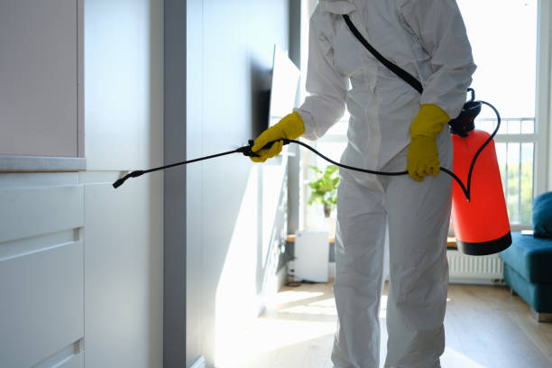 Best Black Mold Removal  in Bloomingdale, IL