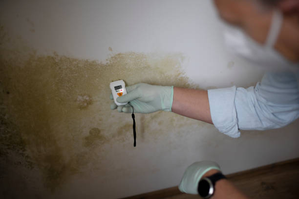 Best Residential Mold Removal  in Bloomingdale, IL