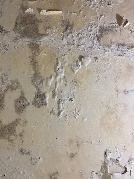 Best Mold Cleaning Services  in Bloomingdale, IL