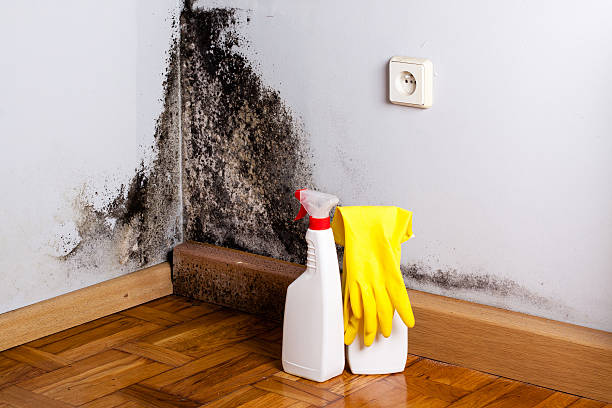 Best Mold Removal Company Near Me  in Bloomingdale, IL